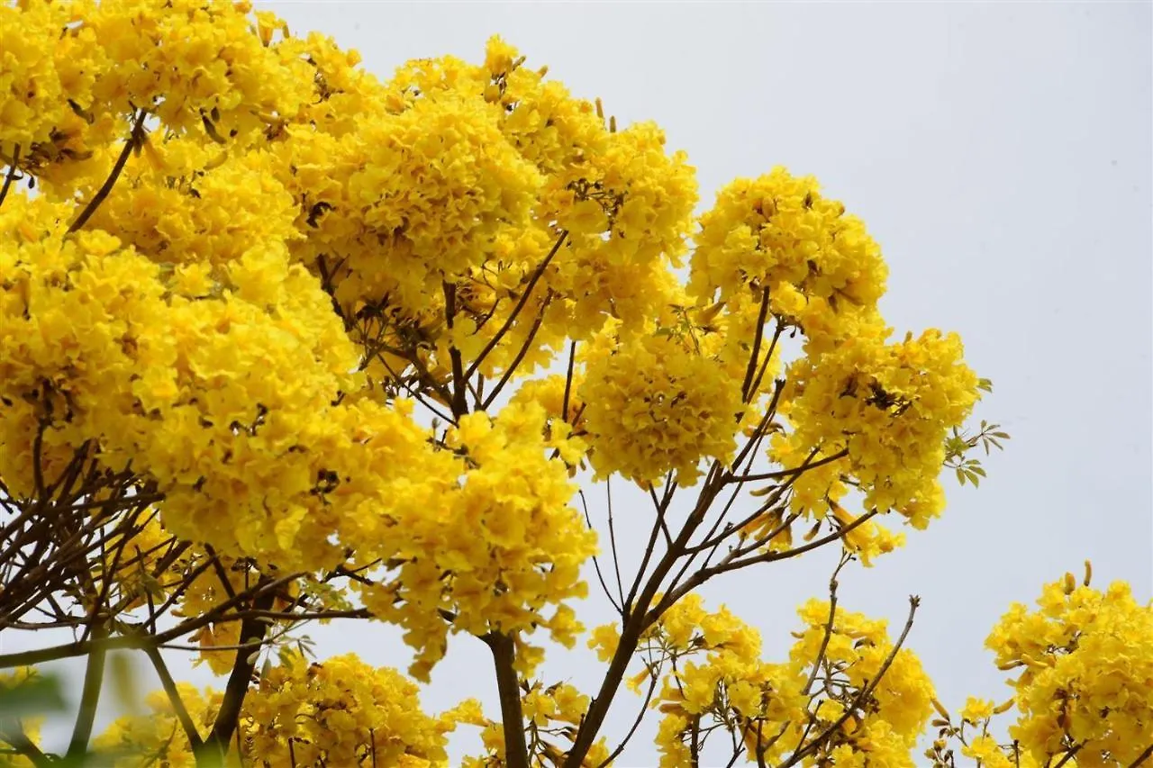 Quintal Das Araucarias Hospedagem Sao Joaquim  Sao Joaquim (Santa Catarina)